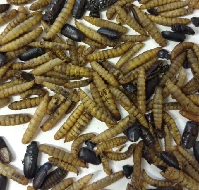 Dried Black Soldier fly Larvae & Mealworm Beetles Blend 11 Lbs.